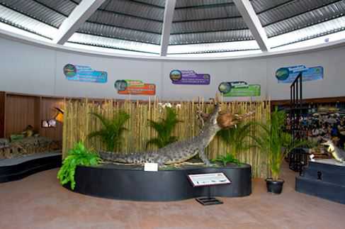 gambar predator fun park